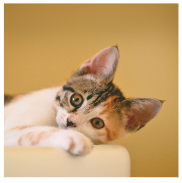 Cat featured products