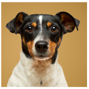 Dog featured products